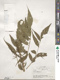 Datisca cannabina image