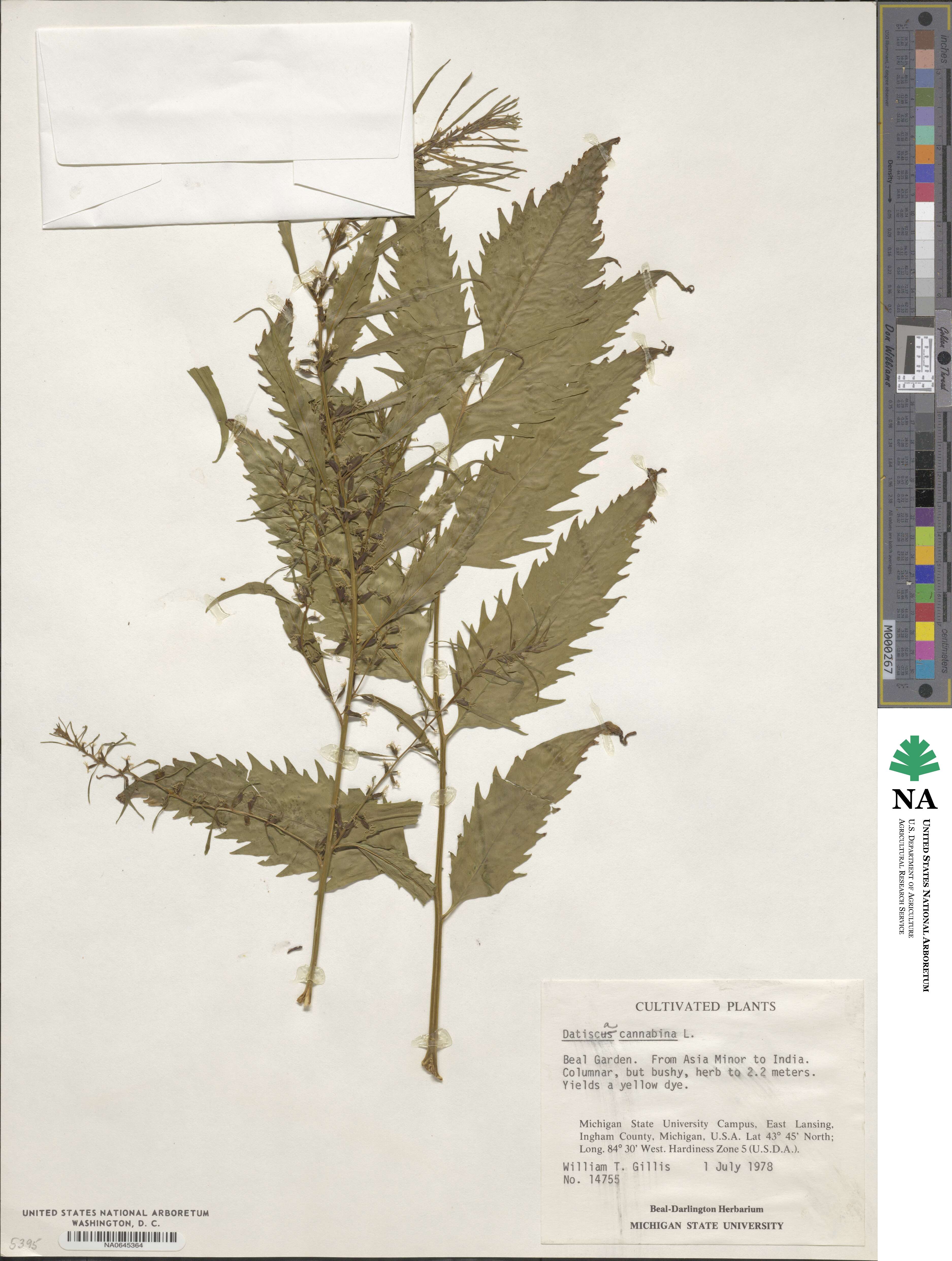 Datisca cannabina image