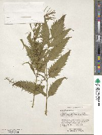 Datisca cannabina image