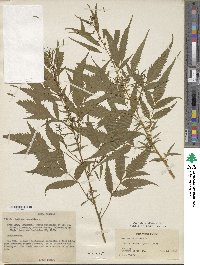 Datisca cannabina image