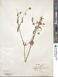 Image of Blumenbachia dissecta