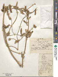 Image of Blumenbachia silvestris