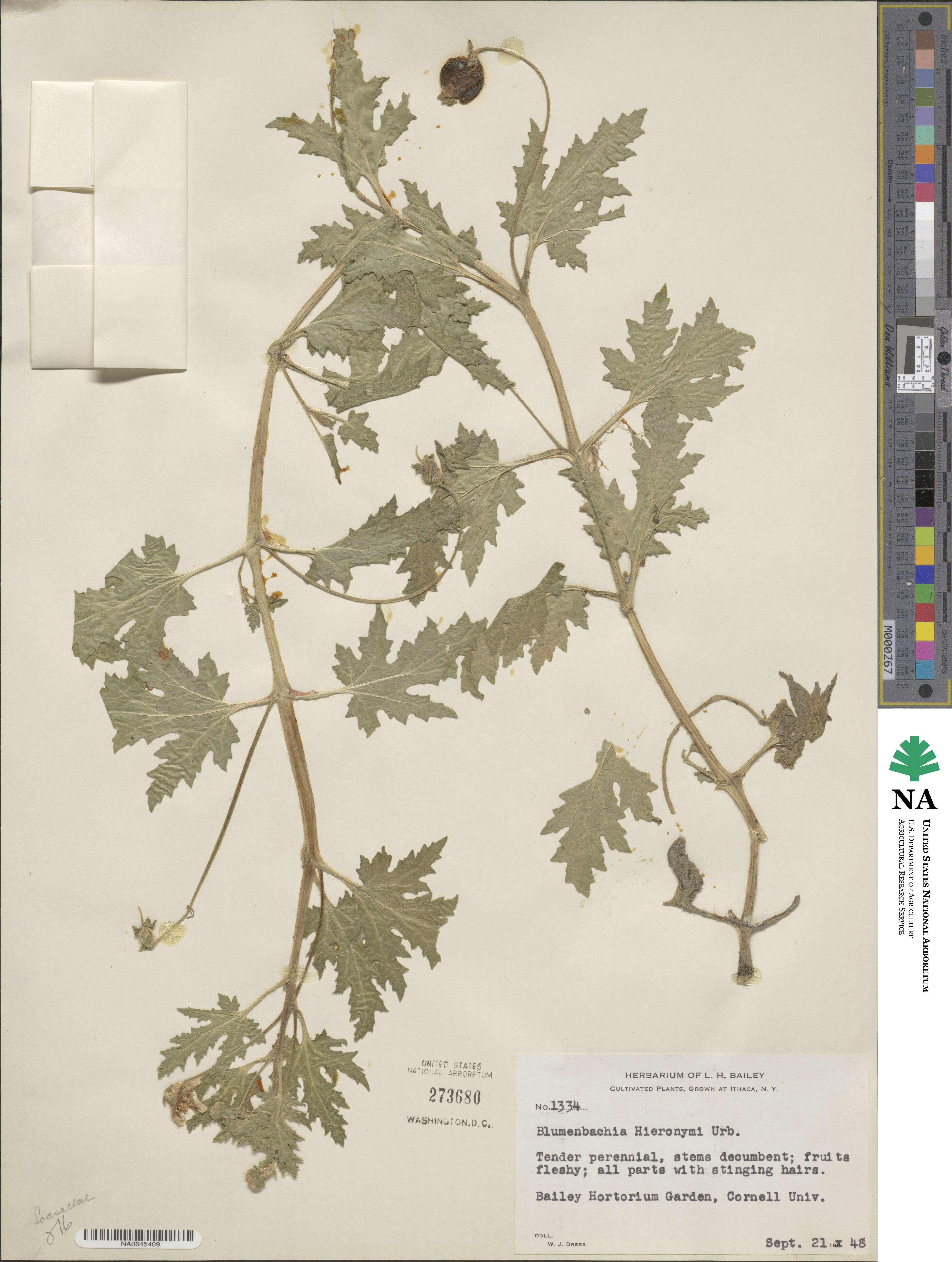 Blumenbachia hieronymi image