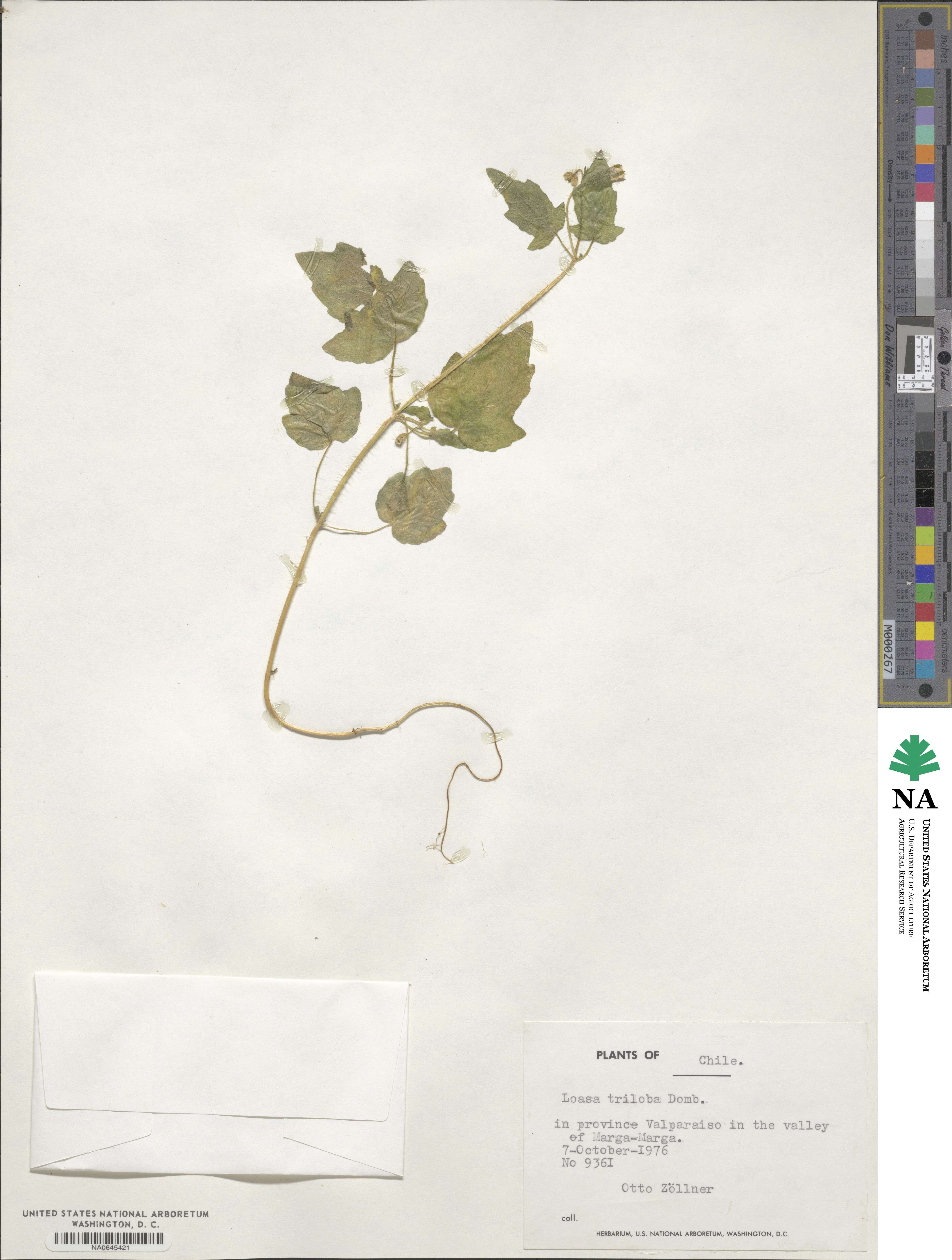 Loasa triloba image