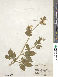 Nasa triphylla subsp. papaverifolia image