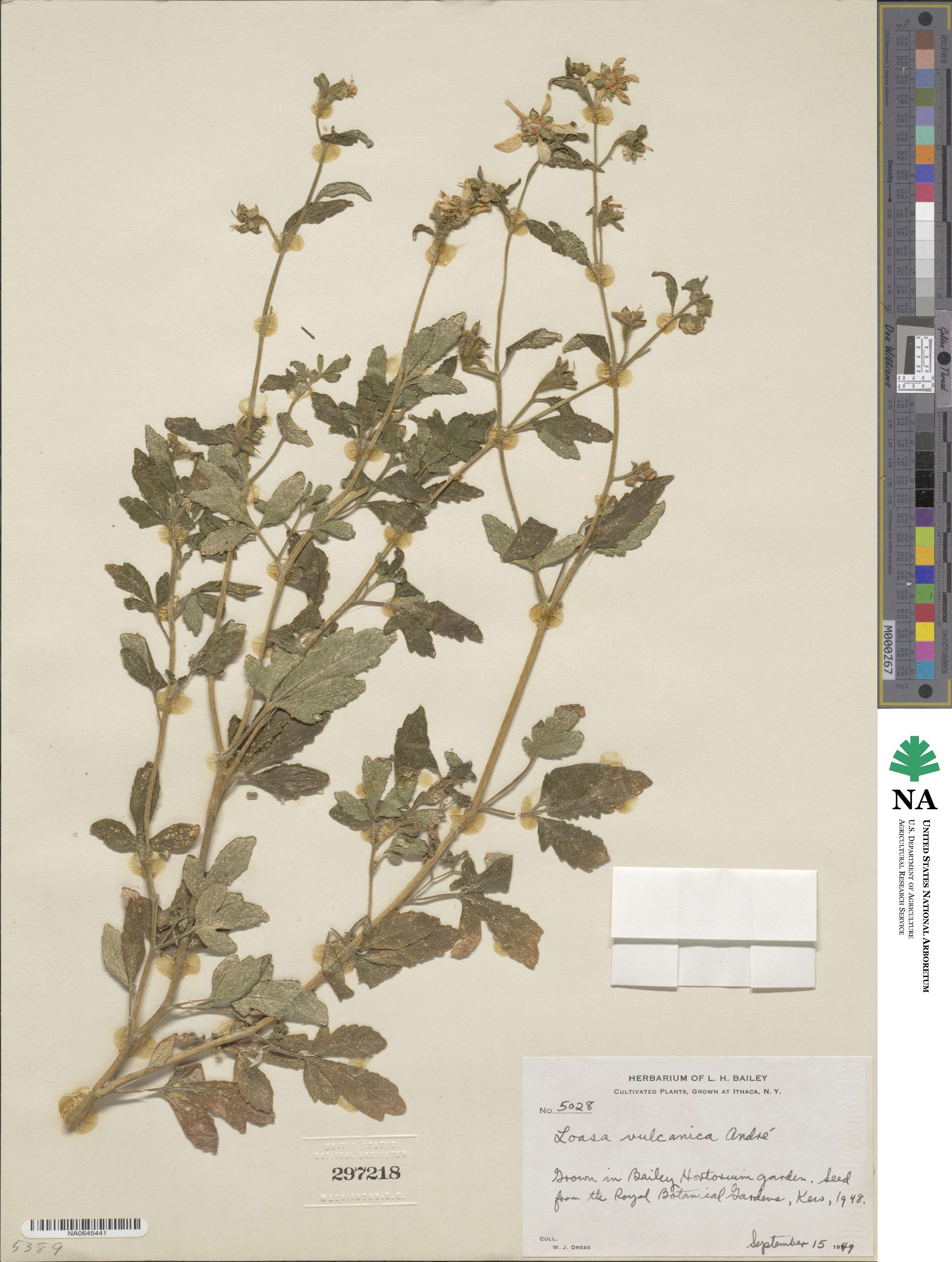 Nasa triphylla subsp. papaverifolia image