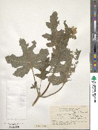 Loasa acanthifolia image