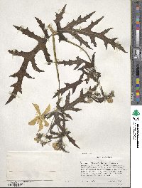 Loasa acanthifolia image