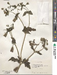 Loasa acerifolia image