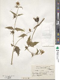 Loasa acerifolia image