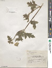 Loasa acerifolia image