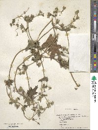 Loasa heterophylla image