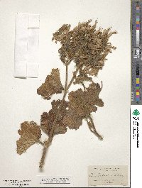 Eucnide cordata image