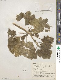 Eucnide cordata image