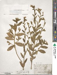 Piriqueta cistoides subsp. caroliniana image