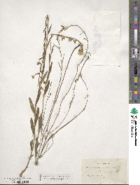 Piriqueta cistoides subsp. caroliniana image