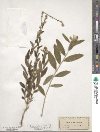 Piriqueta cistoides subsp. caroliniana image