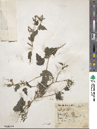 Mentzelia aspera image