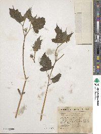 Mentzelia aspera image