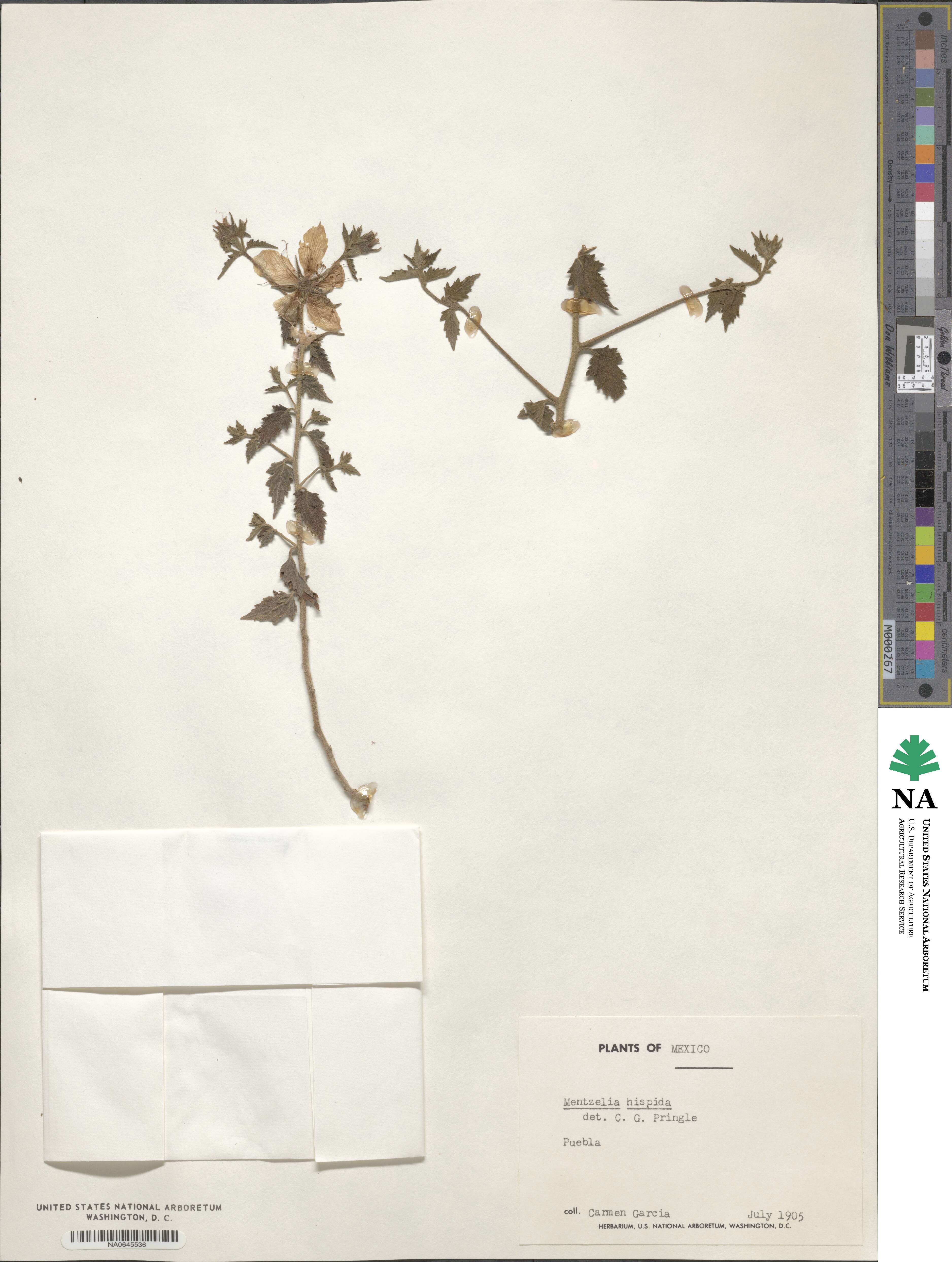 Mentzelia hispida image