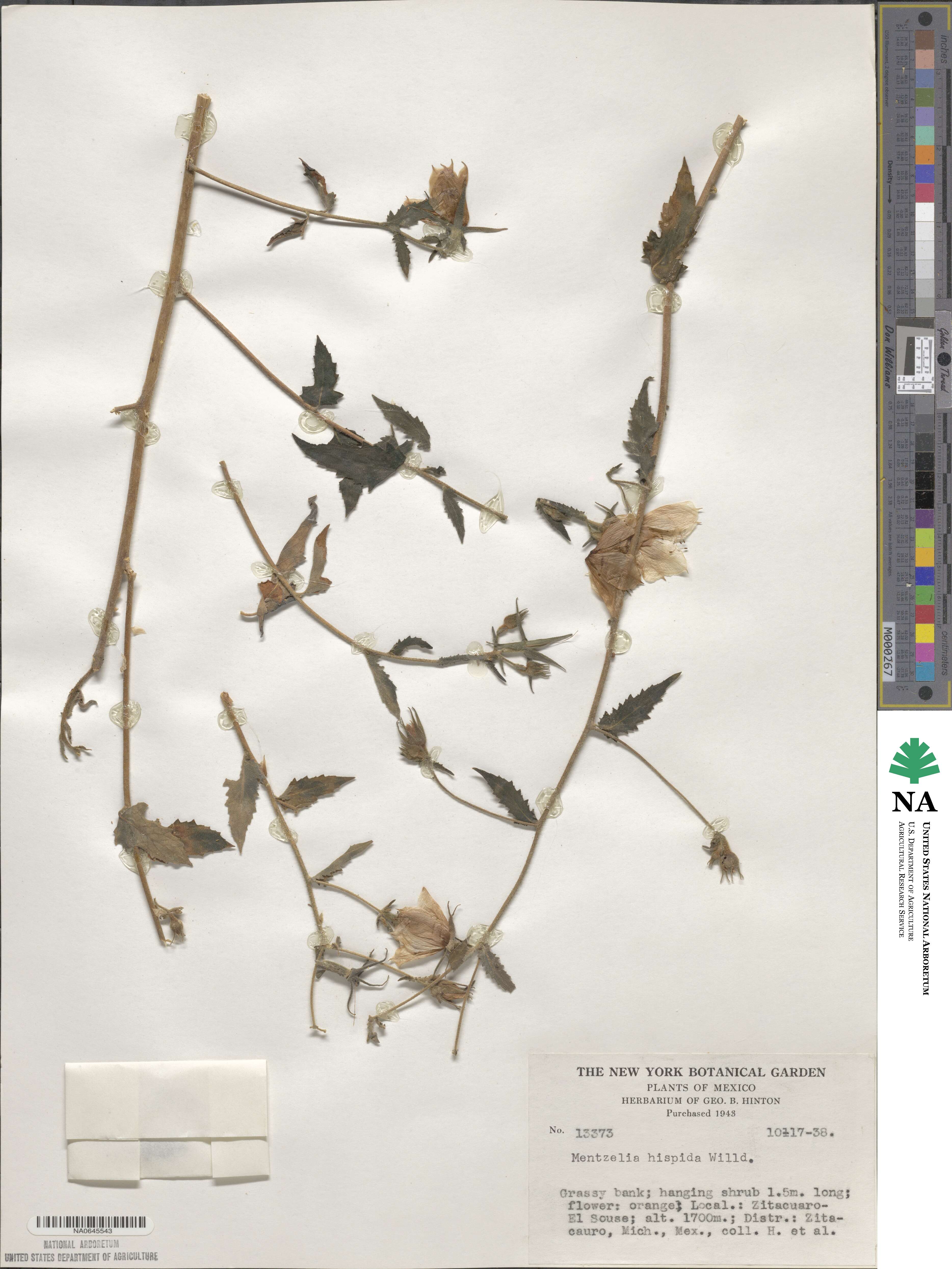 Mentzelia hispida image