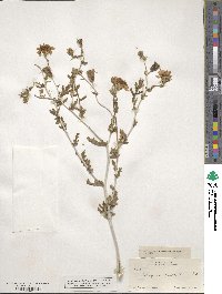 Mentzelia multiflora image