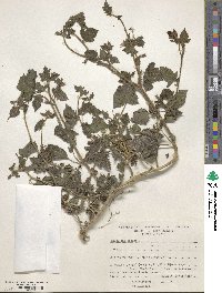 Mentzelia aspera image