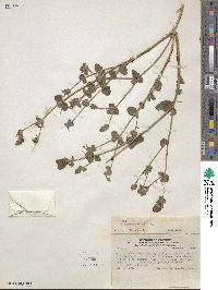 Mentzelia scabra subsp. chilensis image