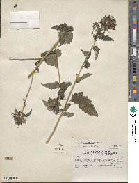 Mentzelia scabra subsp. chilensis image