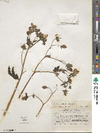 Mentzelia scabra subsp. chilensis image