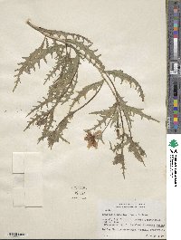 Mentzelia lindleyi image