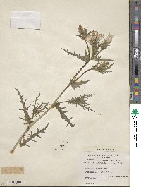 Mentzelia lindleyi image