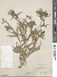 Mentzelia lindleyi image