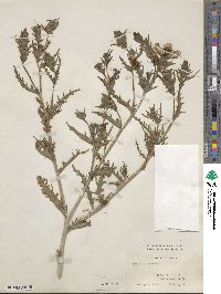 Mentzelia lindleyi image