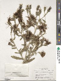 Mentzelia nuda var. stricta image