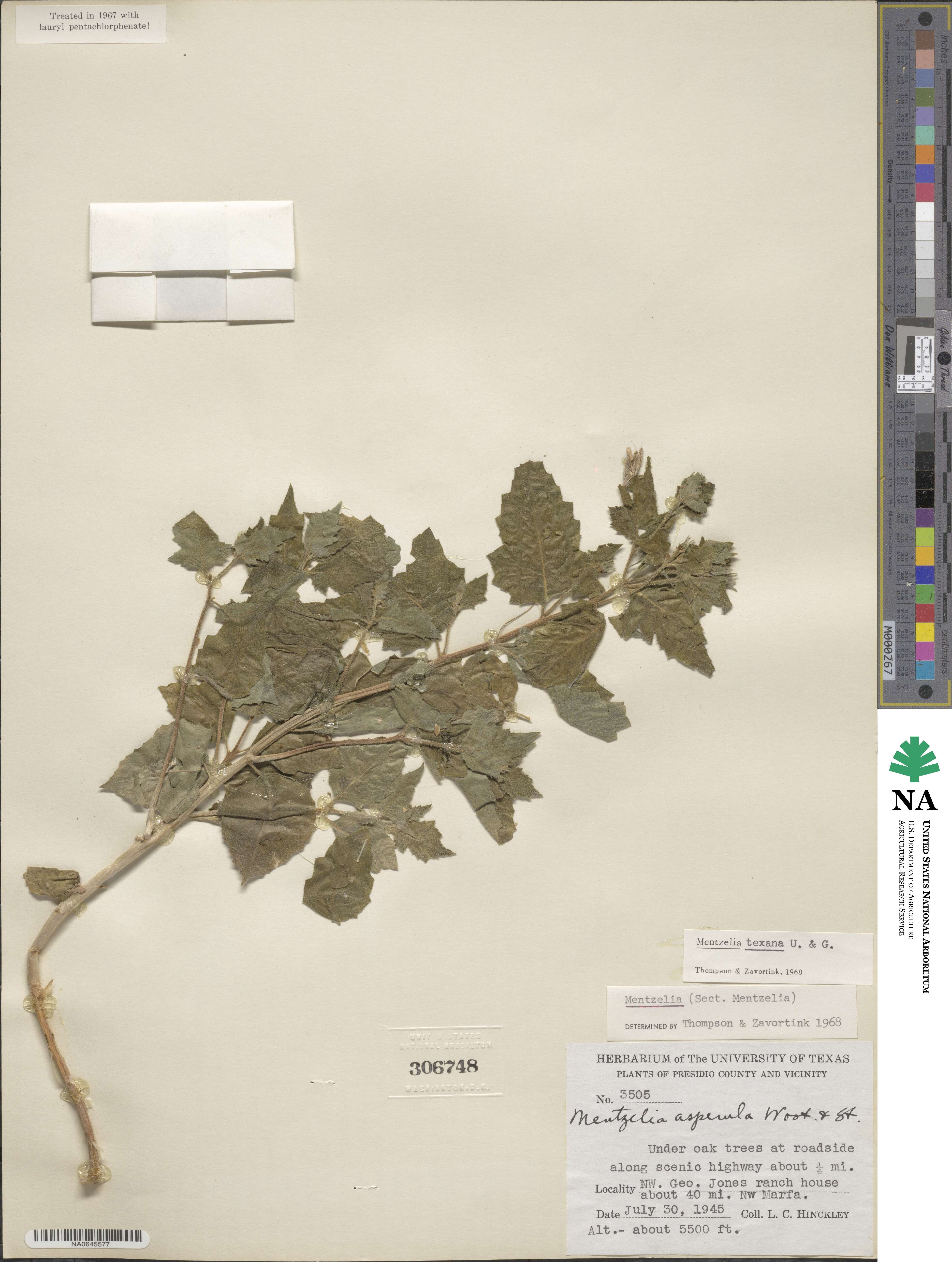 Mentzelia texana image