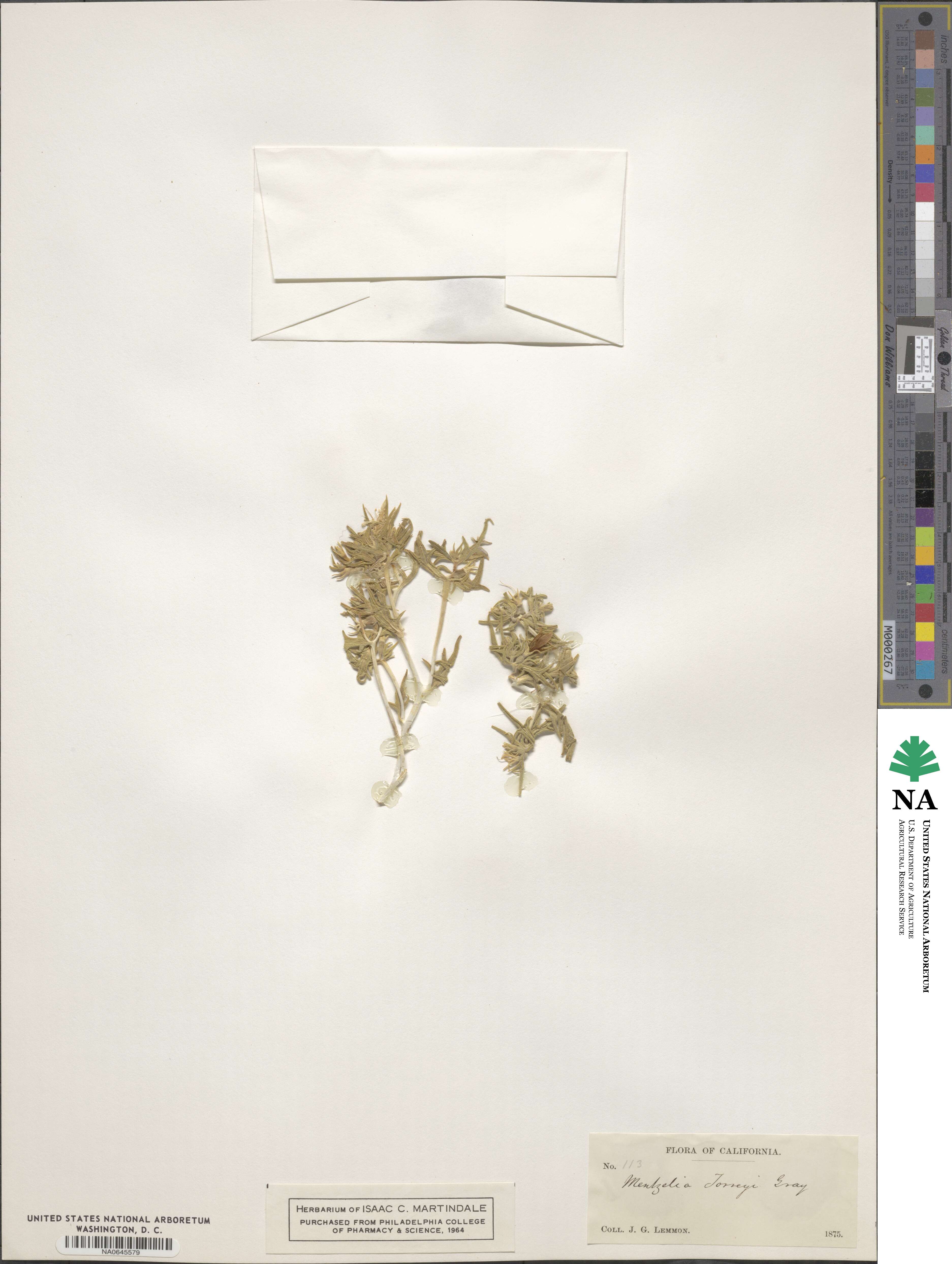 Mentzelia torreyi image
