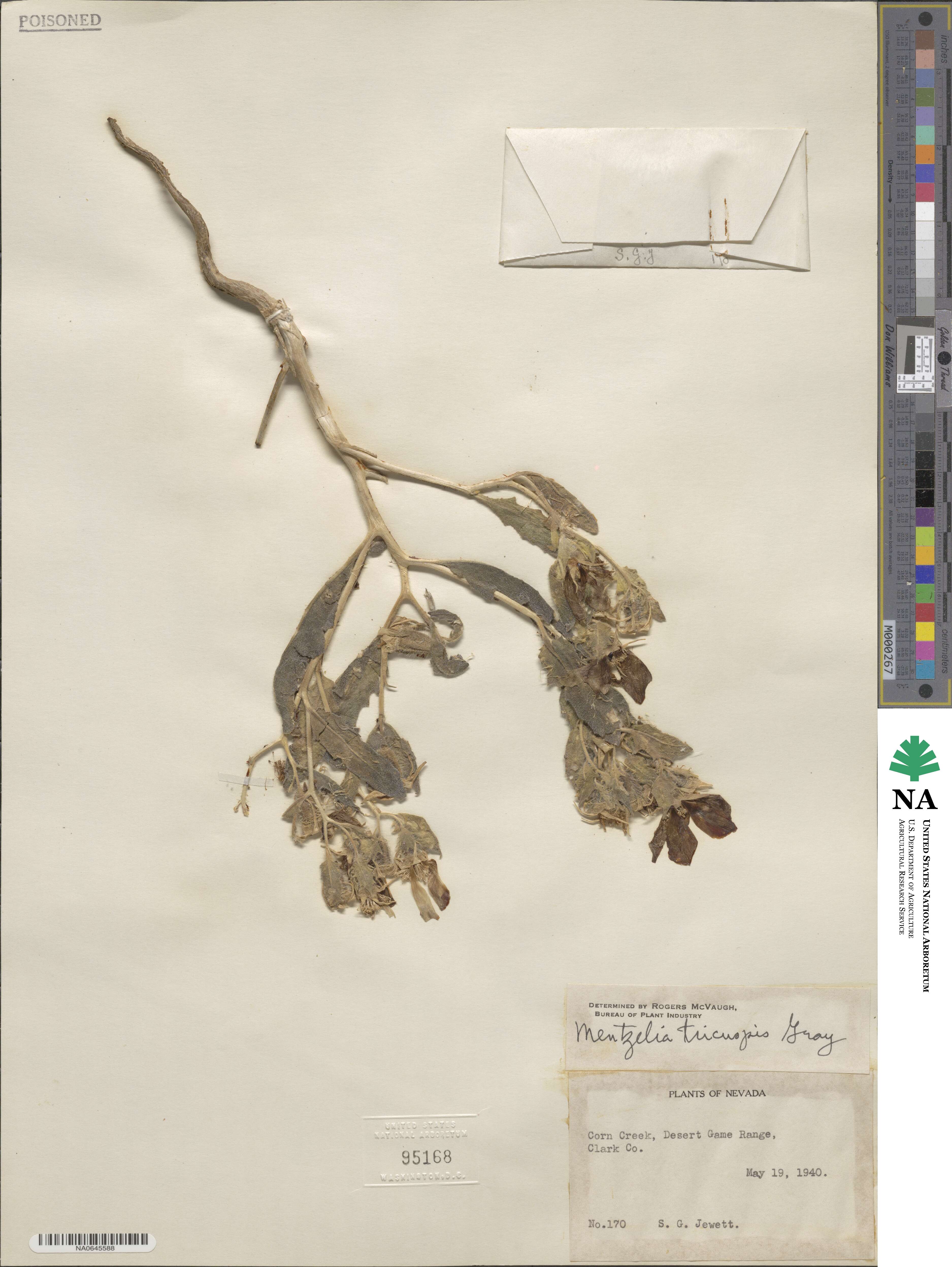 Mentzelia tricuspis image