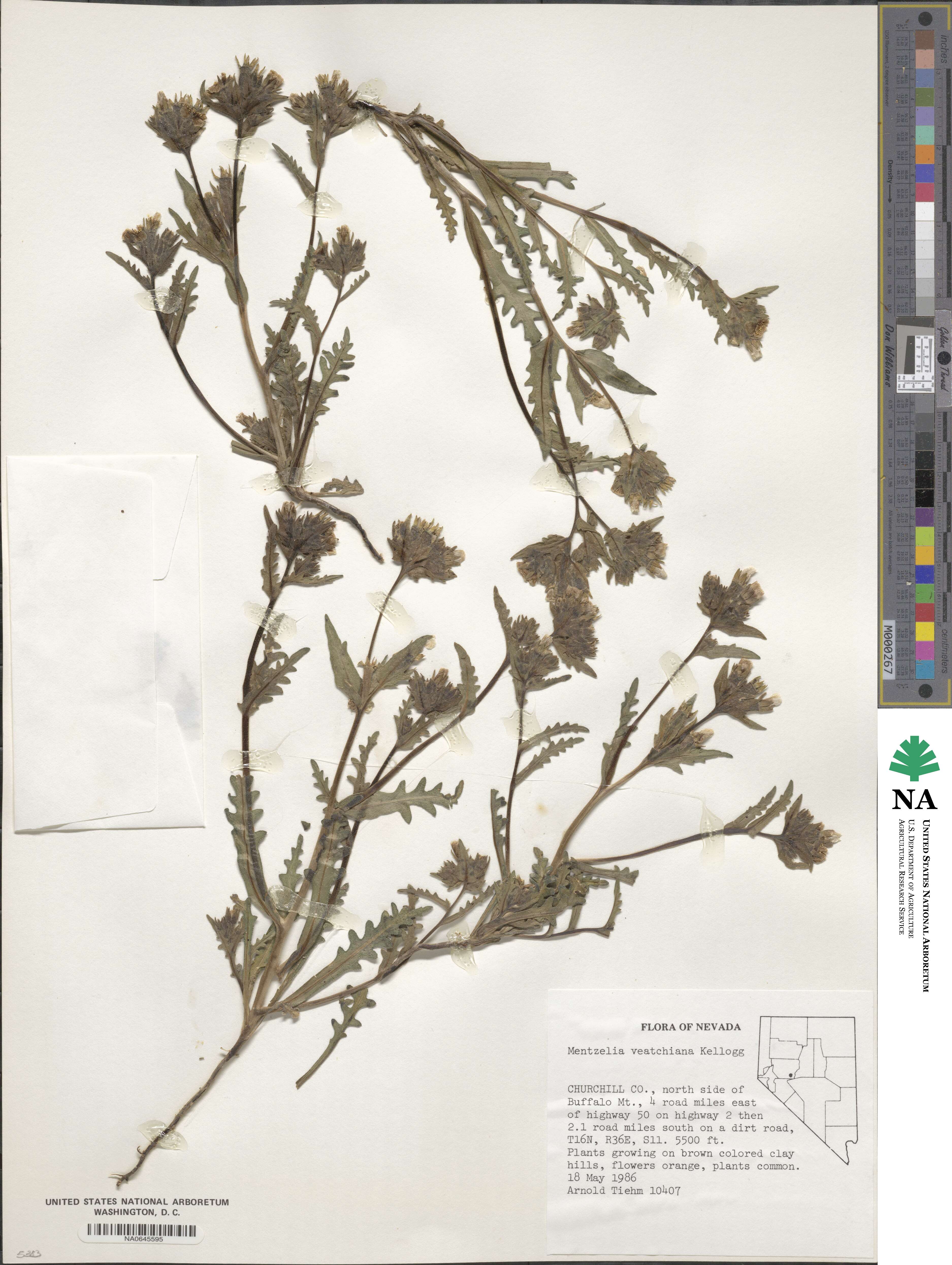 Mentzelia veatchiana image