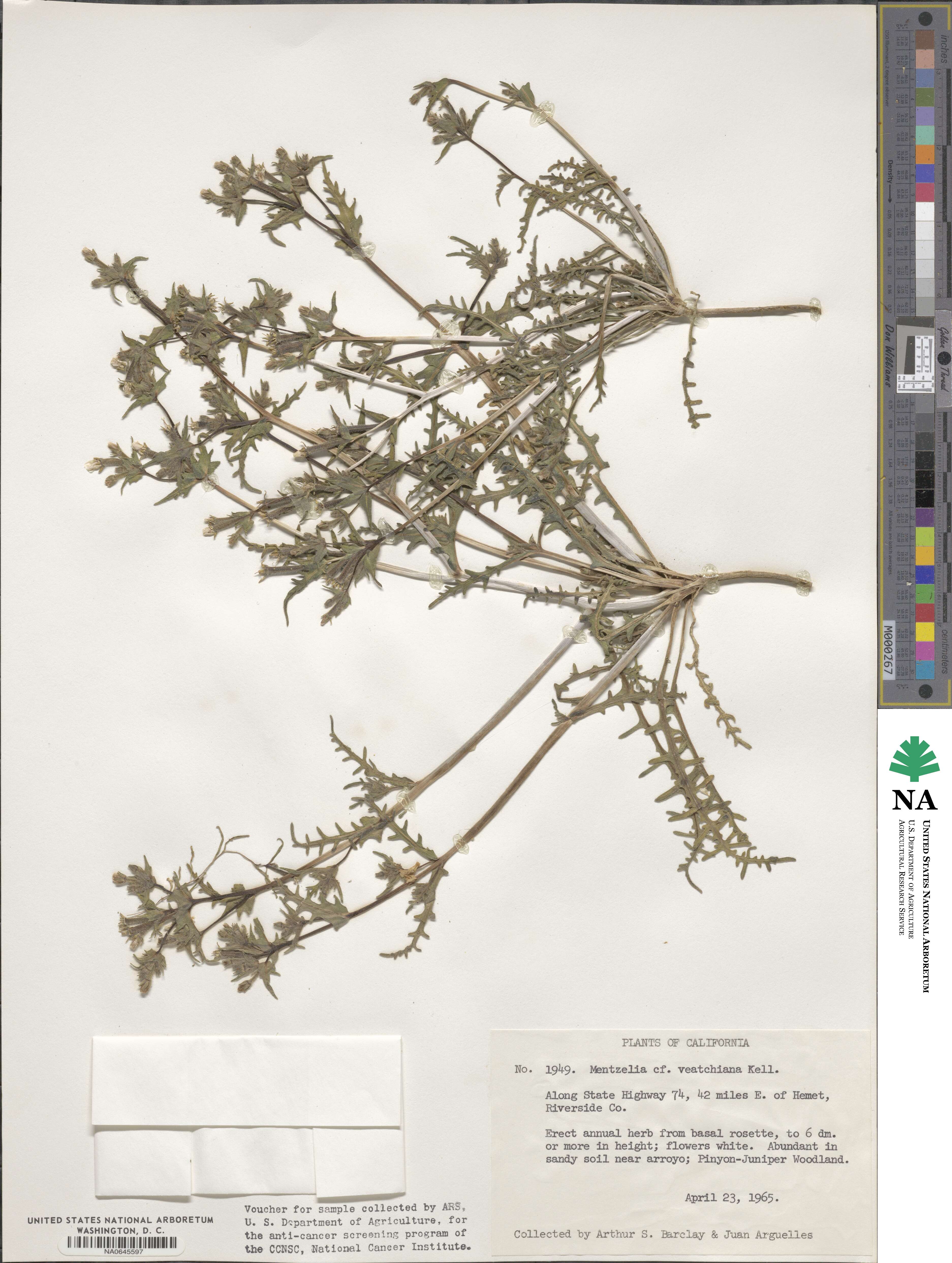 Mentzelia veatchiana image