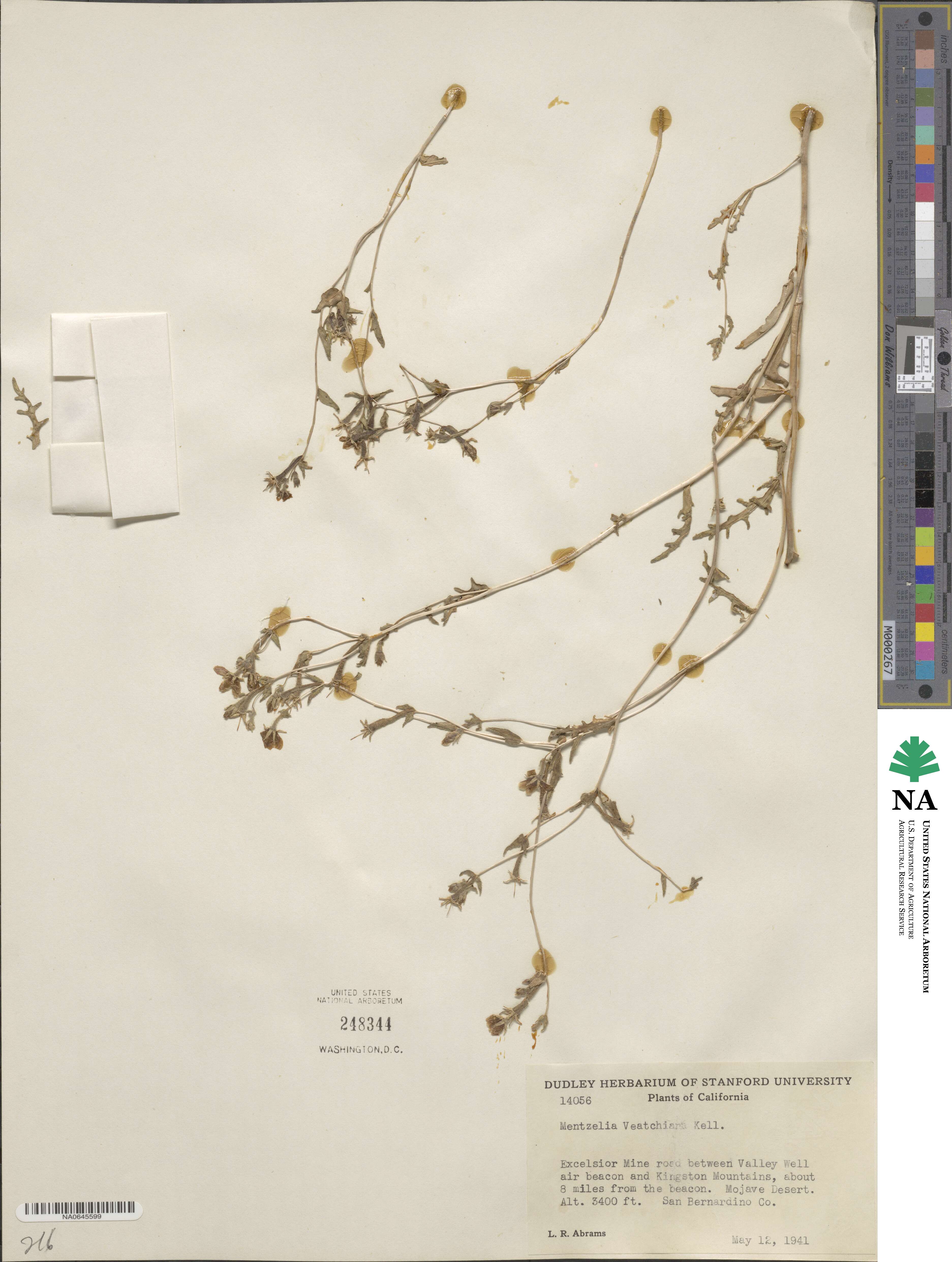 Mentzelia veatchiana image