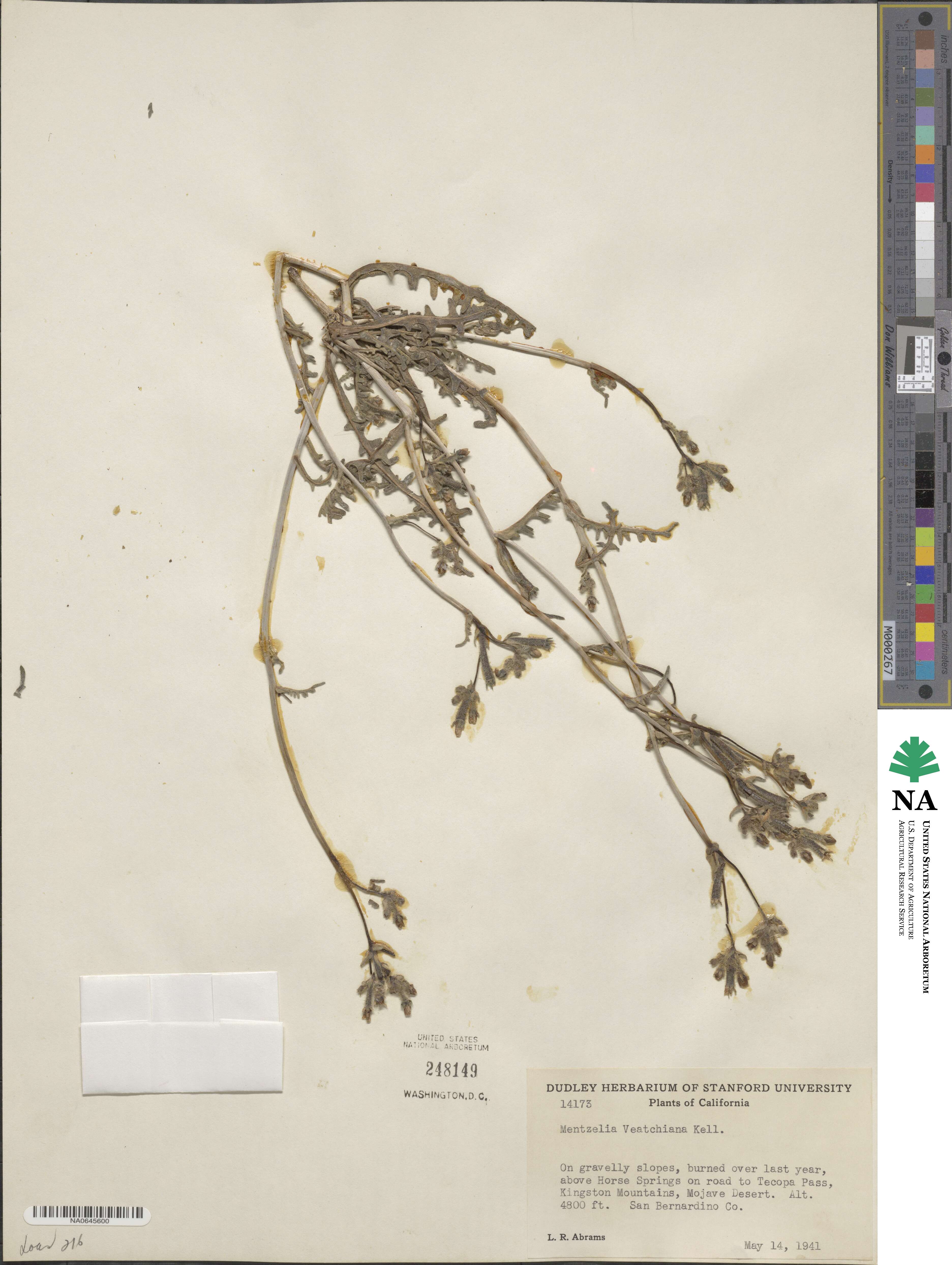 Mentzelia veatchiana image