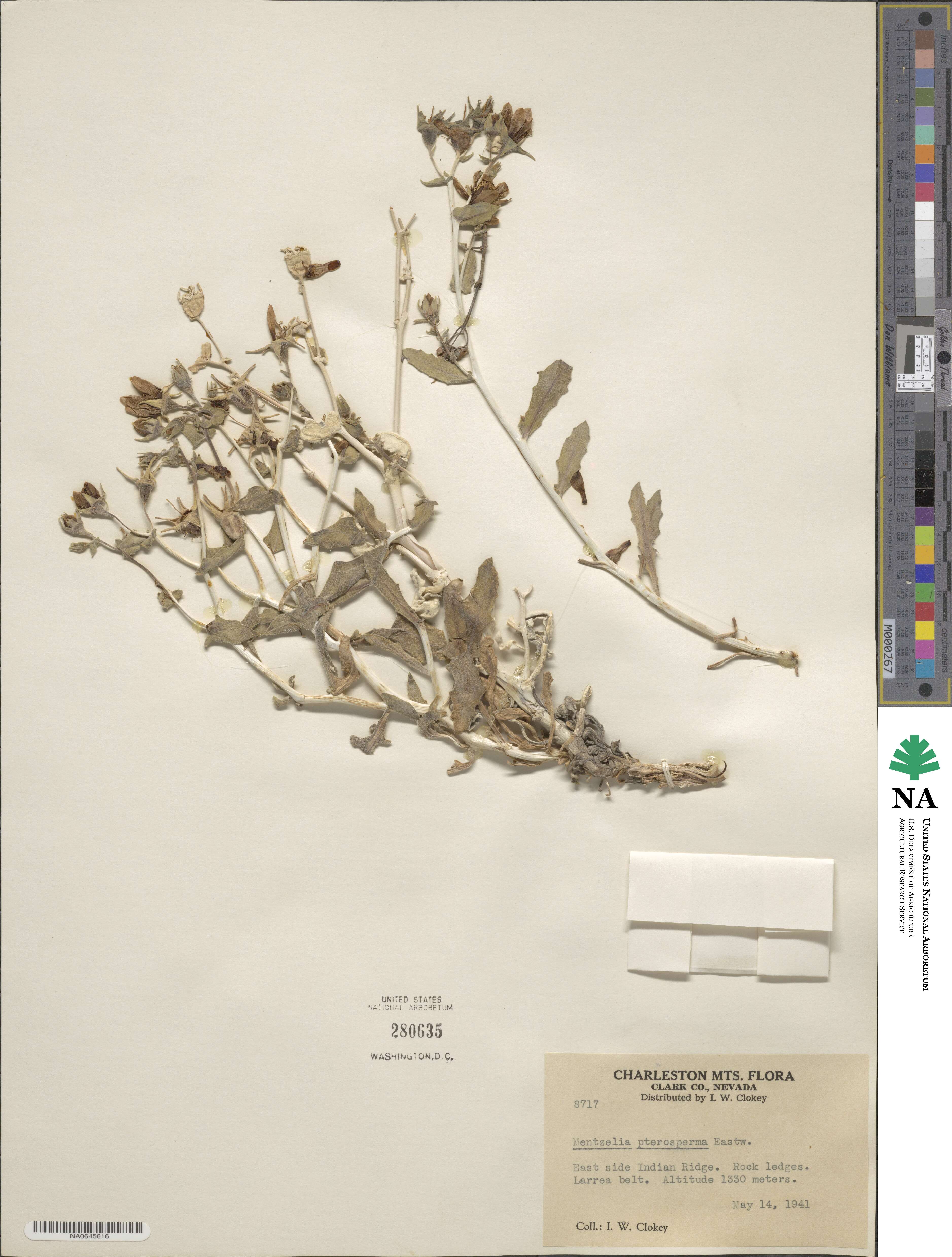 Mentzelia pterosperma image