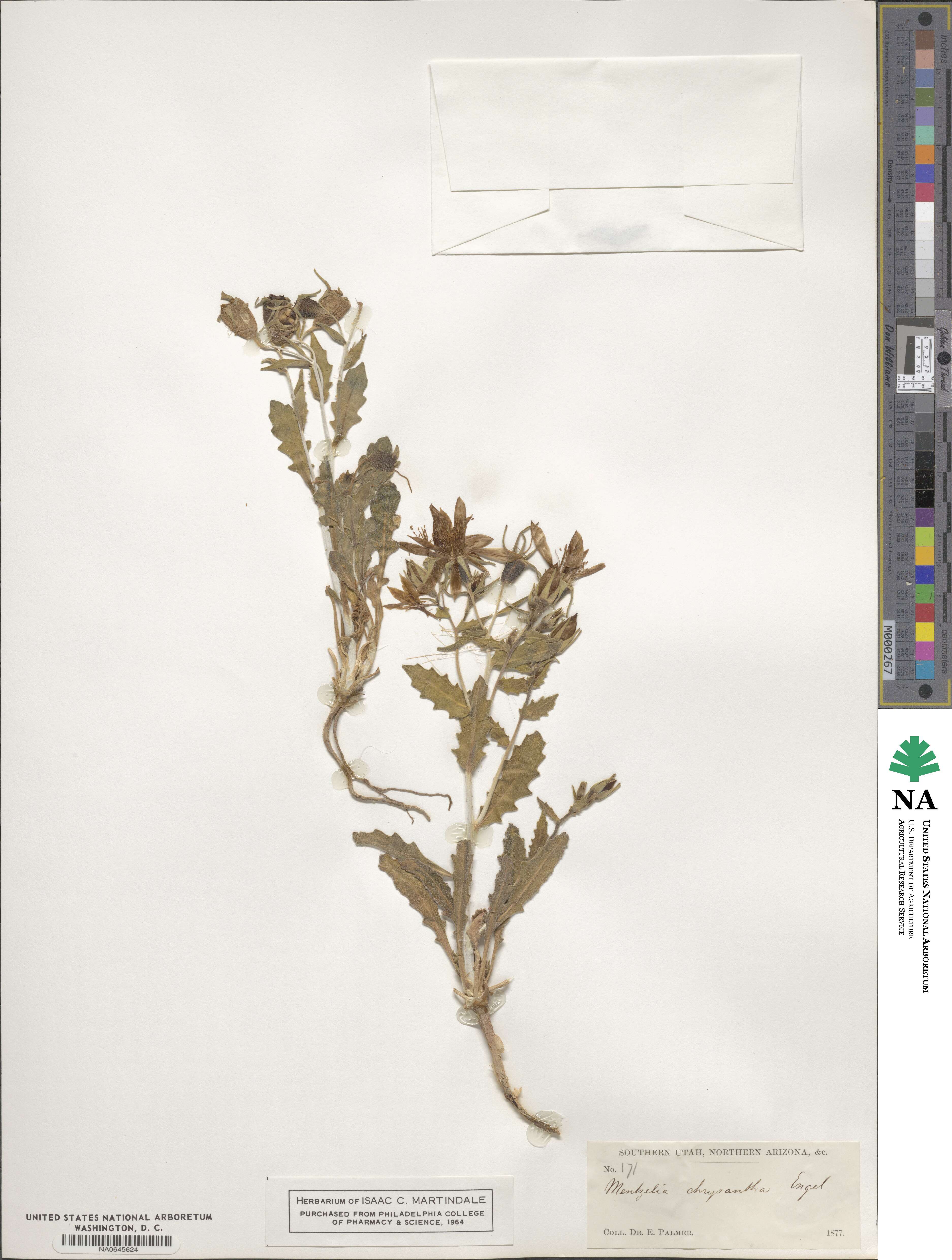 Mentzelia pumila image