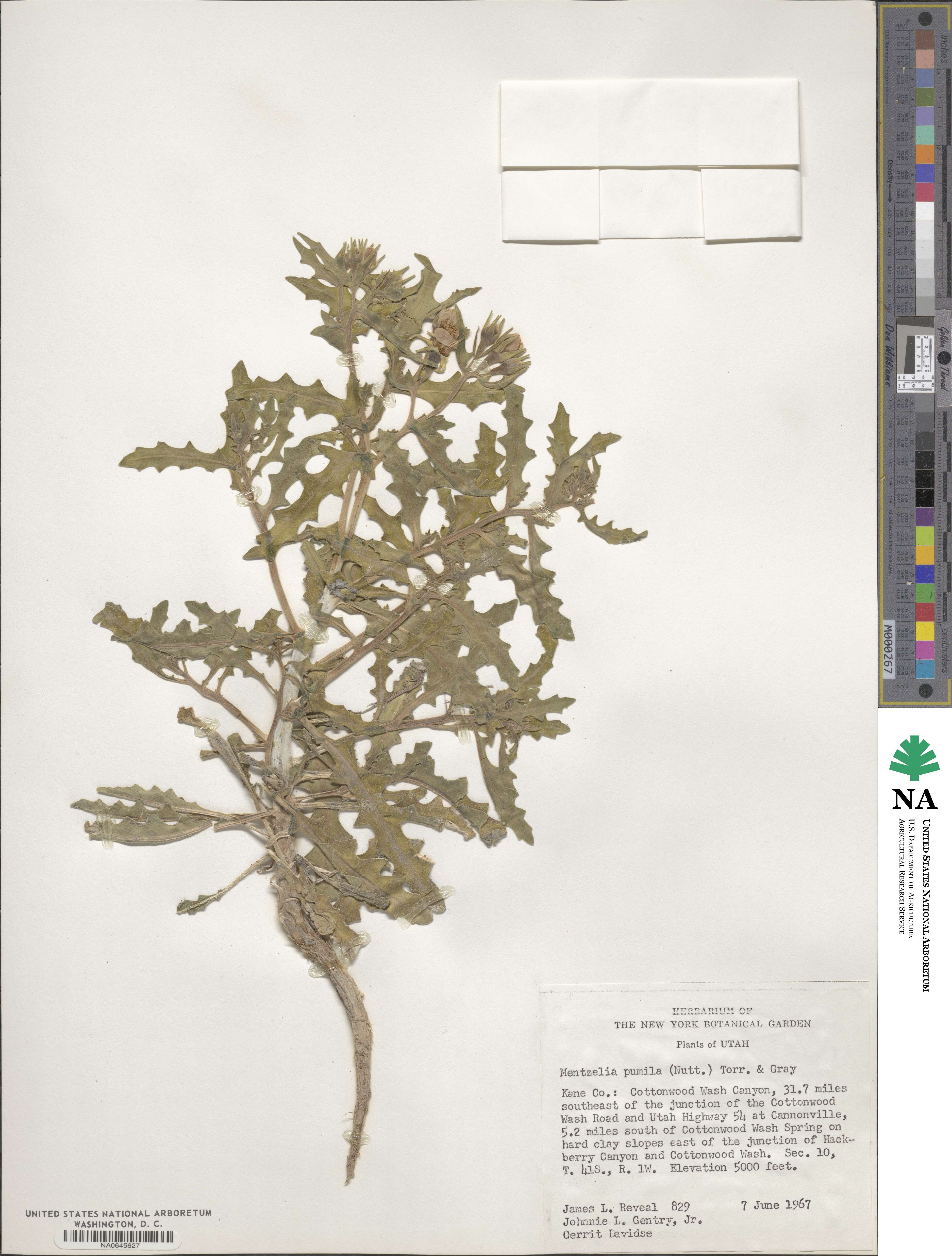 Mentzelia pumila image