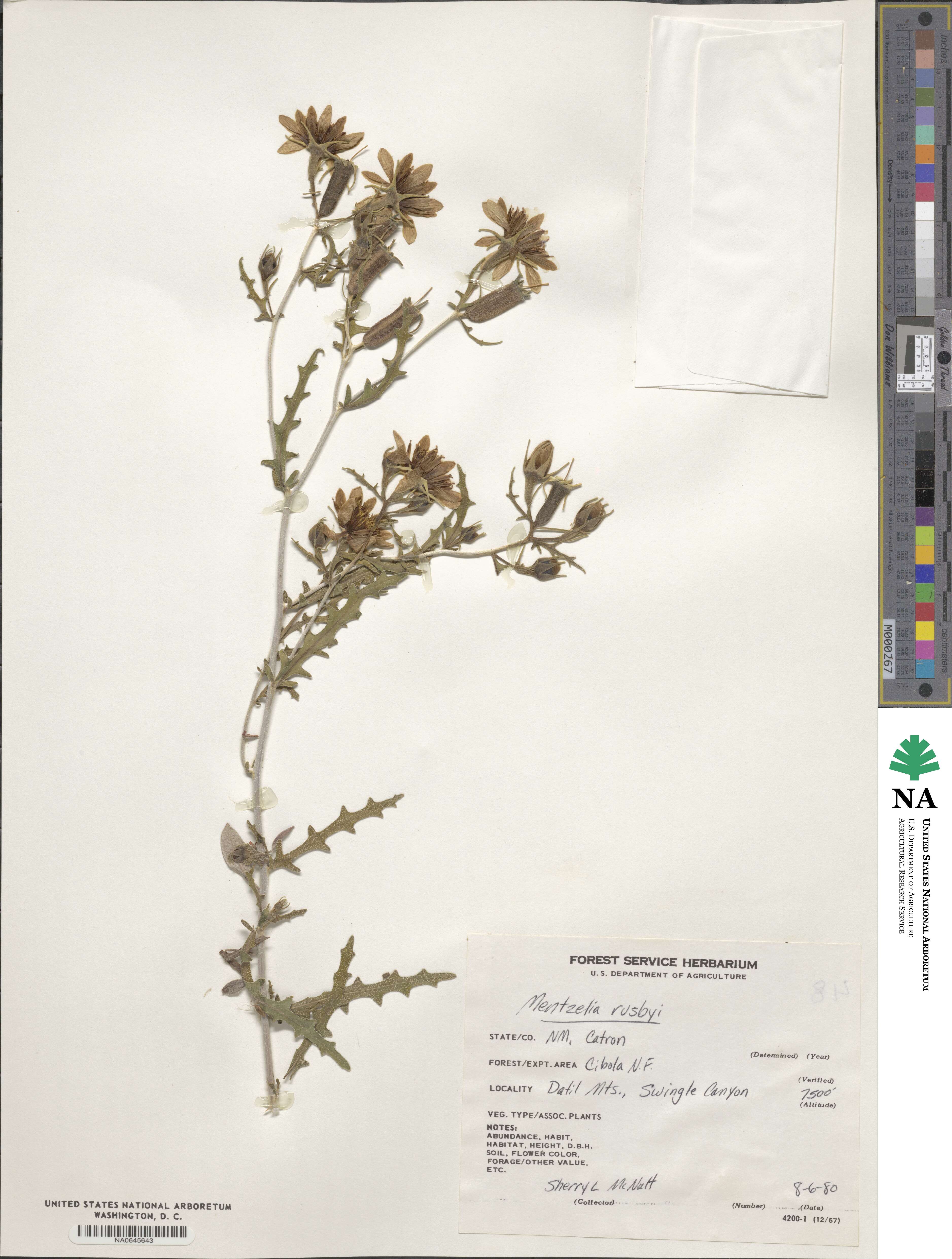 Mentzelia rusbyi image