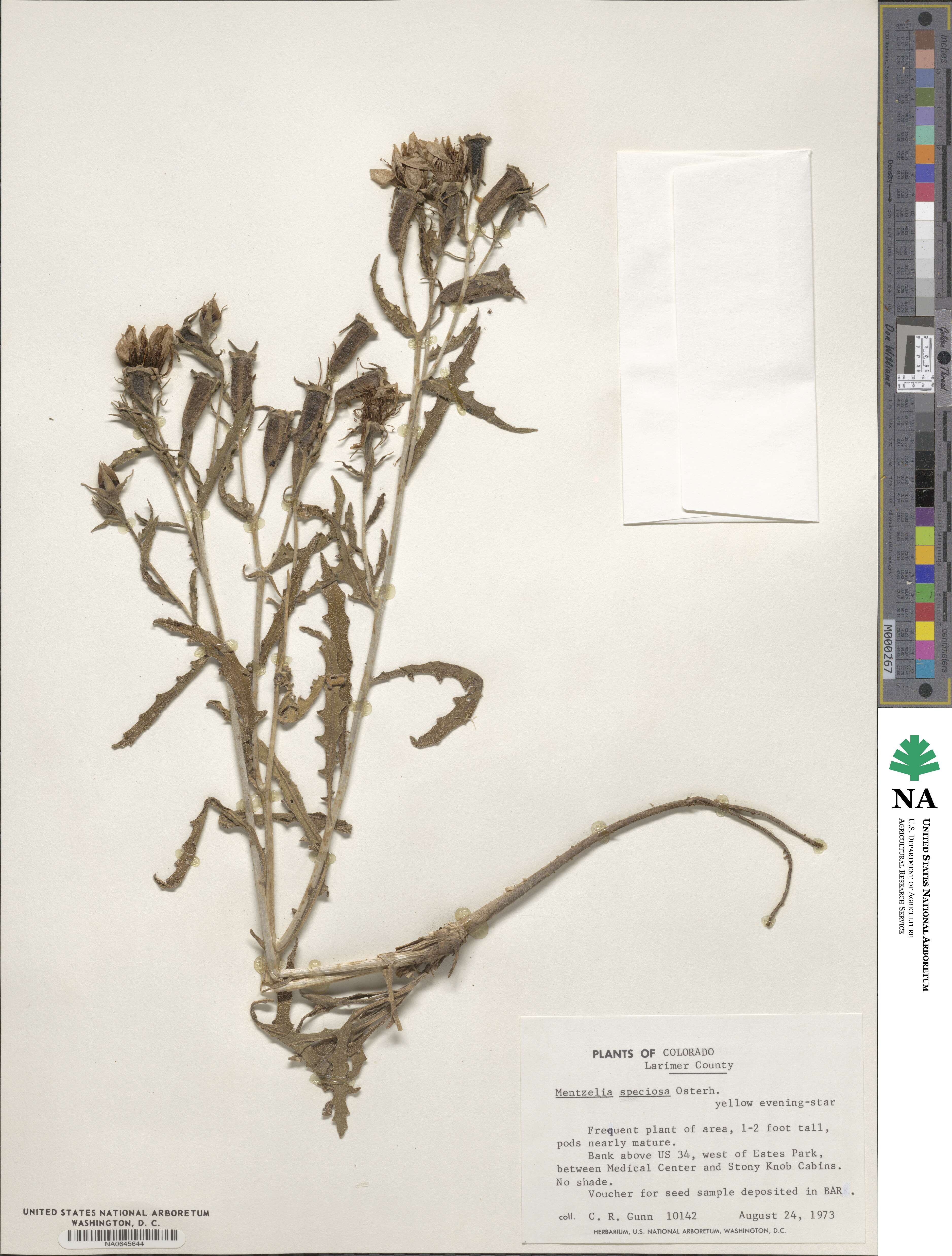 Mentzelia speciosa image