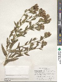 Mentzelia speciosa image