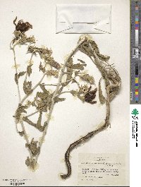 Mentzelia nuda var. stricta image