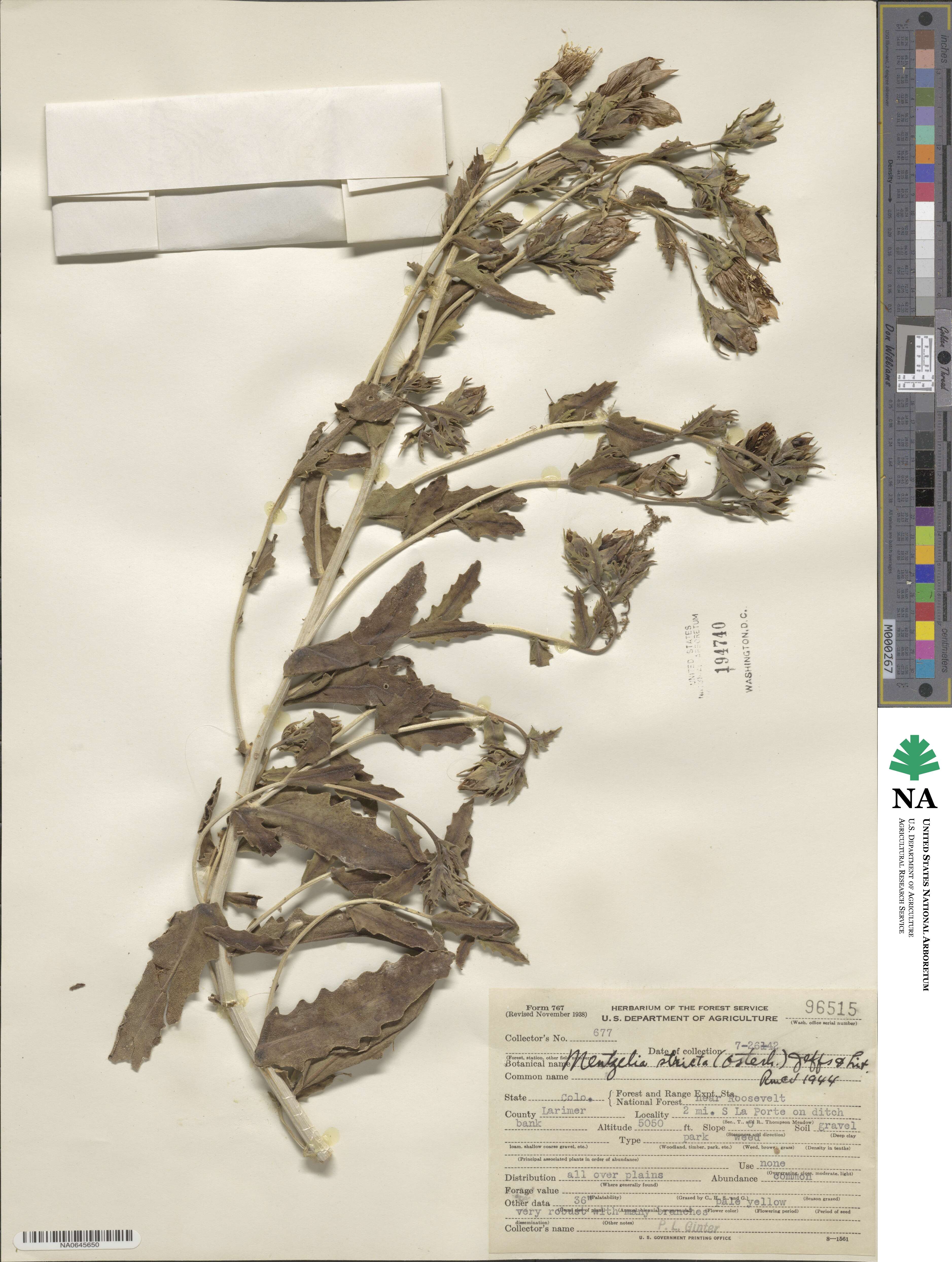 Mentzelia nuda image